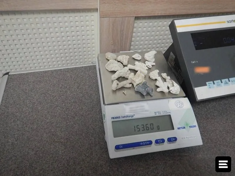 Пассажир из Вьетнама привез в Барнаул 17 фрагментов кораллов без документов