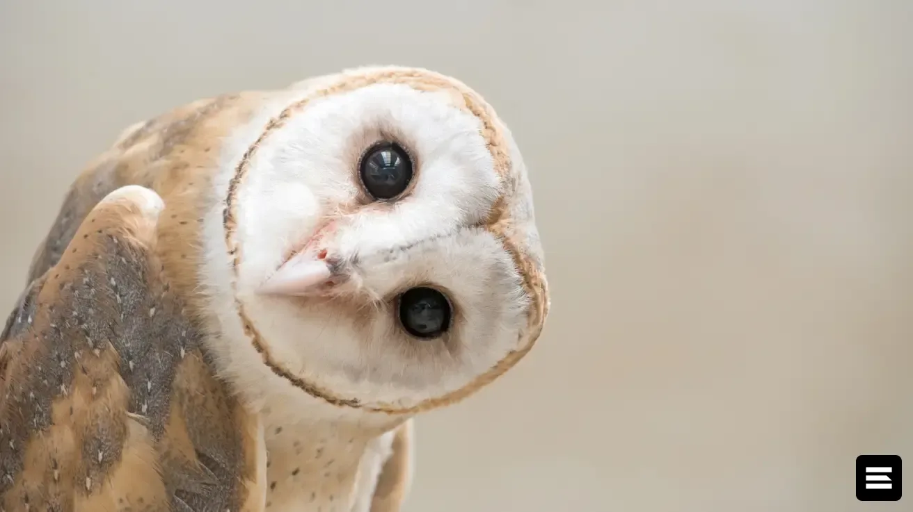 RedOwl привлекла $5,3 млн для борьбы с мошенничеством с инвойсами