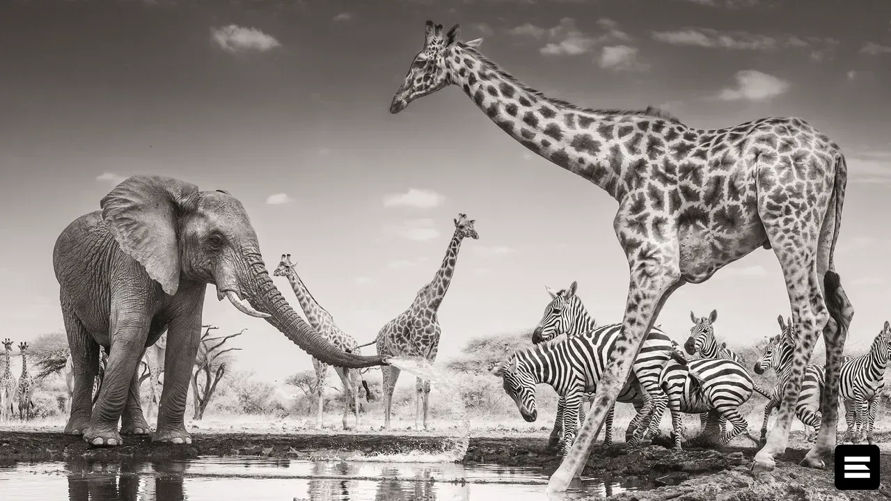 Объявлены победители конкурса Wildlife Photographer of the Year 2026
